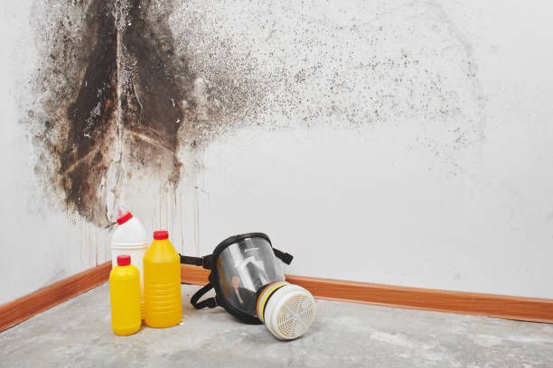 Best Black Mold Remediation in Owosso, MI