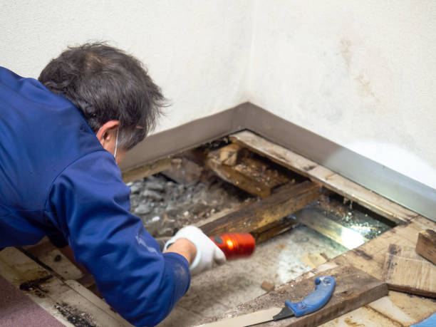 Best Commercial Mold Remediation in Owosso, MI