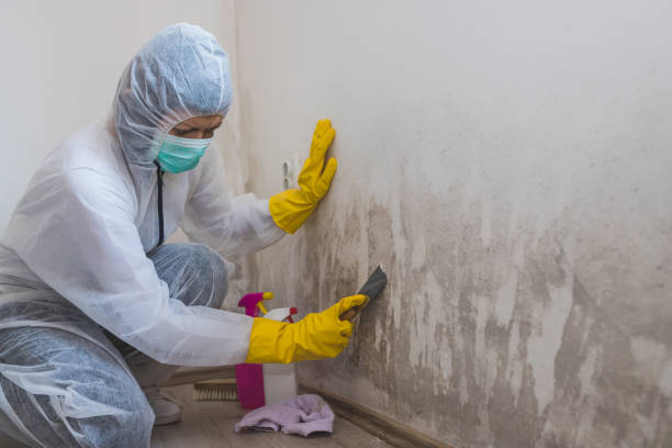 Best Attic Mold Remediation in Owosso, MI