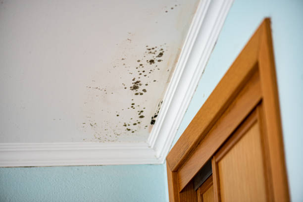 Best Emergency Mold Remediation in Owosso, MI