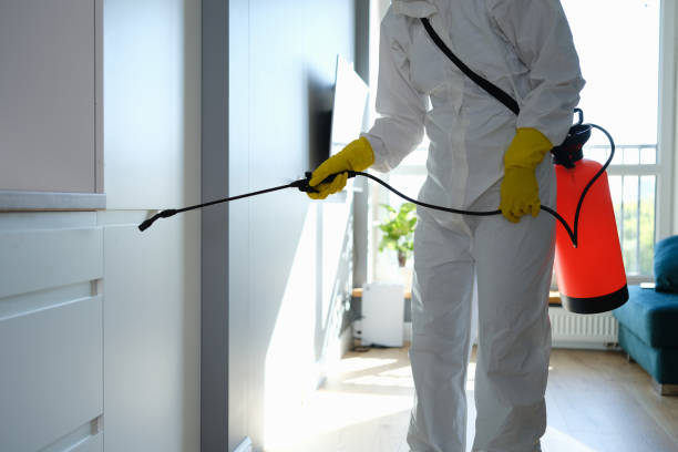 Best DIY Mold Remediation Support Services in Owosso, MI