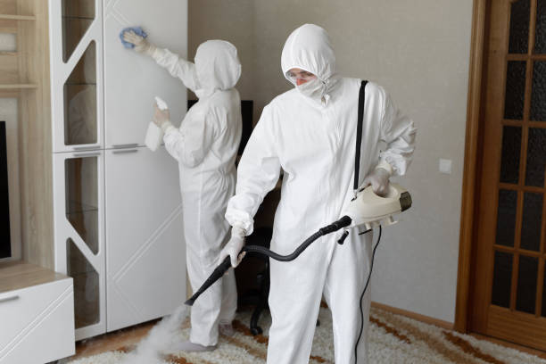 Best Black Mold Remediation in Owosso, MI