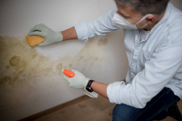 Best Residential Mold Remediation in Owosso, MI