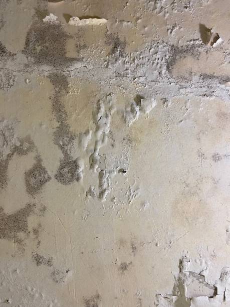Best Bathroom Mold Remediation in Owosso, MI