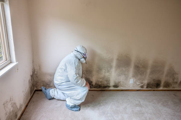 Trusted Owosso, MI Mold Remediation Experts