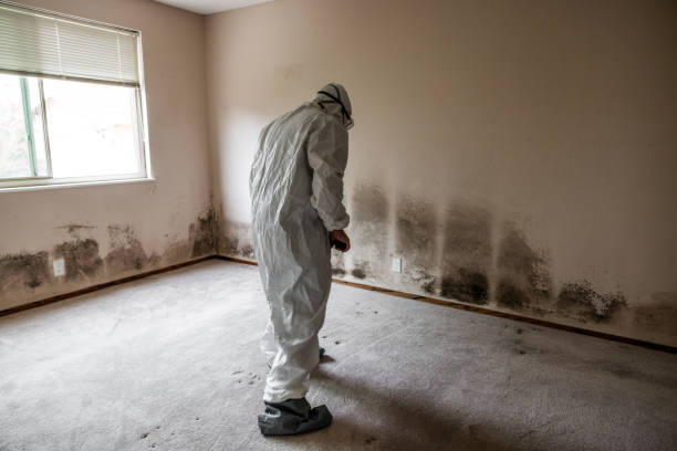 Best Mold Remediation for Specific Building Types in Owosso, MI