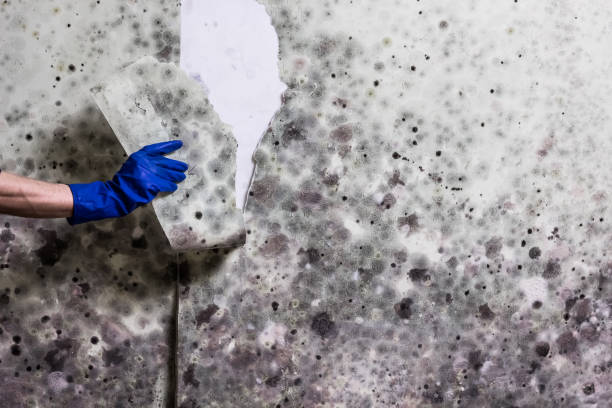 Best Commercial Mold Remediation in Owosso, MI