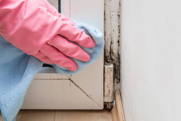 Best White Mold Remediation in Owosso, MI